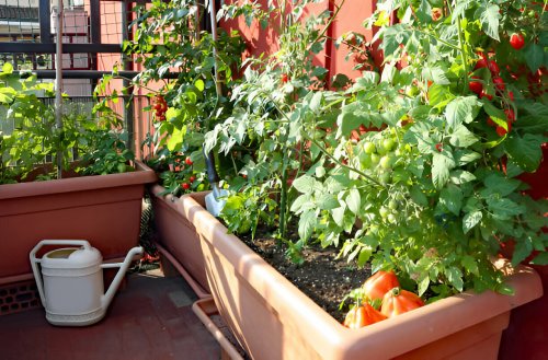 Ahorre dinero en alimentos cultivando su propio jardín